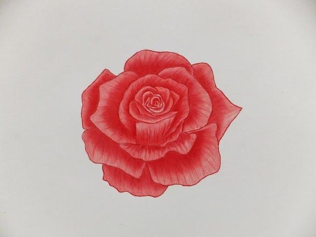 How to Draw A Rose with Color Pencils