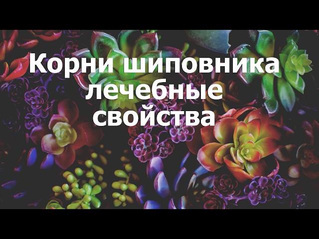 Корни шиповника лечебные свойства и противопоказания