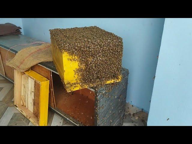 Easily set up bee colony.#apisceranaindica #beekeeping #mandi (HP)