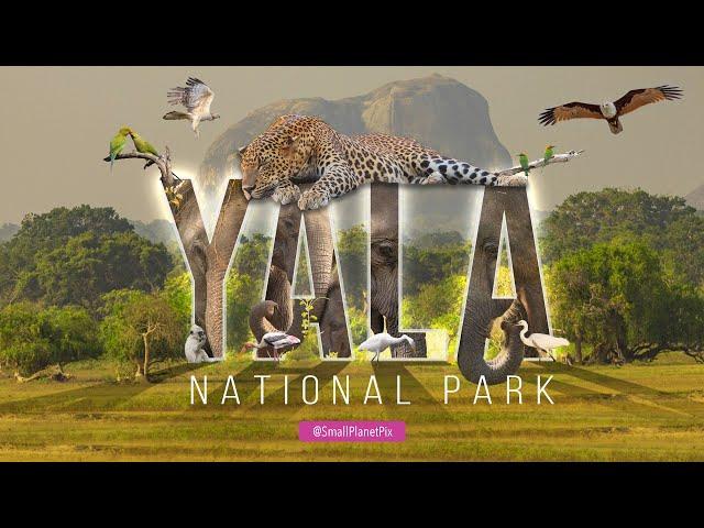 Why Visit Yala National Park? 