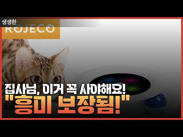 "고양이 행복 지수 UP! 인기 장난감 3가지 소개"