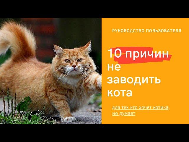 10 причин не заводить кота