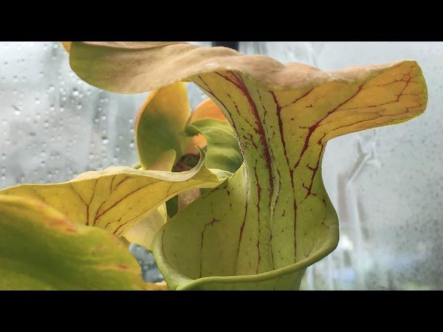 SARRACENIA  MINI BOGS IN THE NEW TEMPERATE CARNIVOROUS PLANT GREENHOUSE