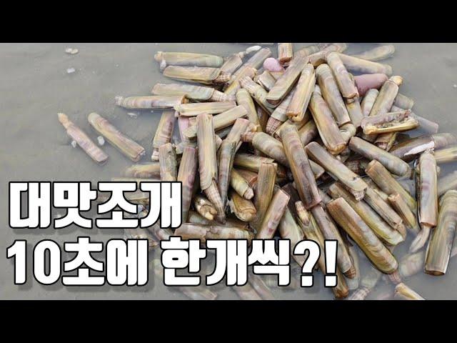 맛조개 킹왕짱 대맛해루질 10초에 한개씩! 잡는법 아니까 너무 쉬워요 Catch a big clam every 10 seconds