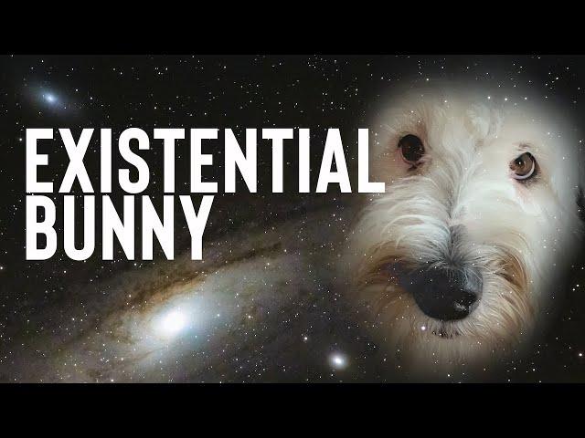 Bunny The Talking Dog Has Existential Thoughts