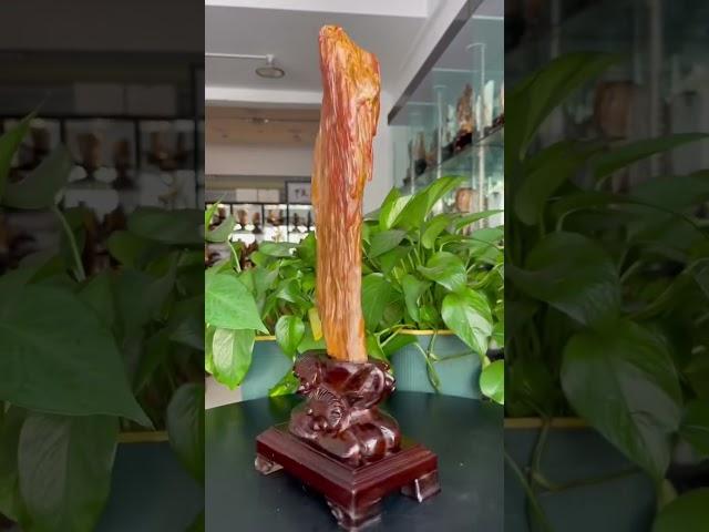缅甸树化玉连底座总高41净高31宽9厚4重2.8斤！缅甸树化玉，#树化玉 #木化石 #硅化木 #玉石 #远古树木 #化石   #宝石 #地质奇观 #珍贵藏品 #自然瑰宝 #纹理独特 #色彩丰富