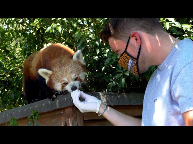 Animal Experiences at Paradise Wildlife Park