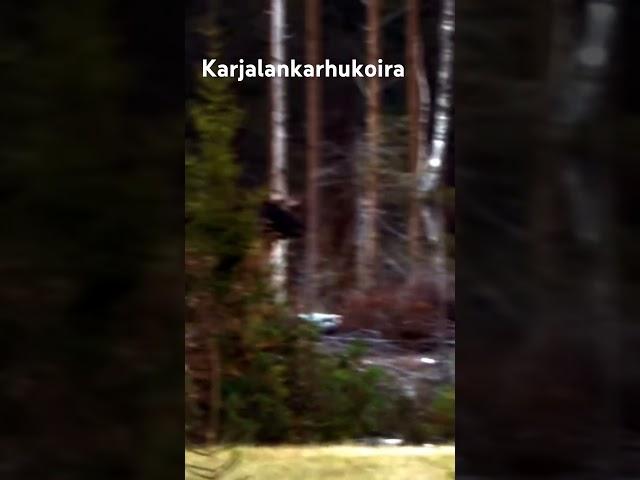 Moose hunting. #karjalankarhukoira #hirvenmetsästys