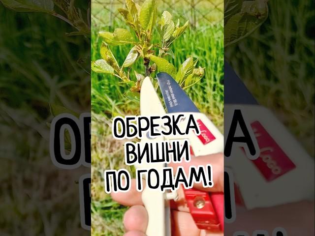 Как собрать 20 кг с ВИШНИ? Простая обрезка весной и летом! Вишнёвый шар за 3 года️ #обрезкавишни