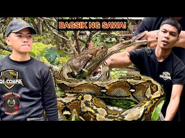 BAGSIK NG SAWA, NATIKMAN NI DOL COBRA!! #davaocity #CobraTeam #Banakon #KingCobra #reticulatedpython