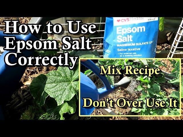 How to Correctly Use Epsom Salt on Cucumber & Tomato Plants with Mix Recipe: Don't Over Use it!