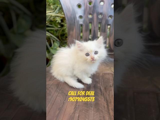 White persian available #youtubeshorts #shorts #persiancatseller #cats