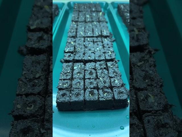 Secret to short stocky amaranth seedlings.