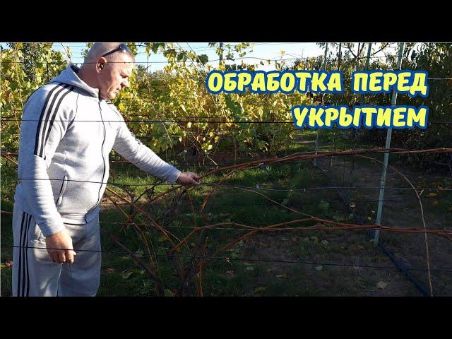 Искореняющая обработка виноградных кустов.