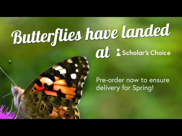 Painted Lady Butterflies at Scholar's Choice