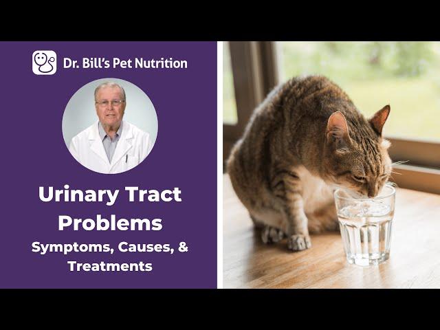 Urinary Tract Problems | Symptoms & Causes | Dr. Bill's Pet Nutrition