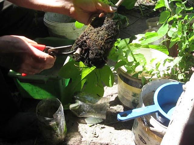 Пересадка саженцев инжиров воздушного укорененияTransplanting fig seedlings of air rooting