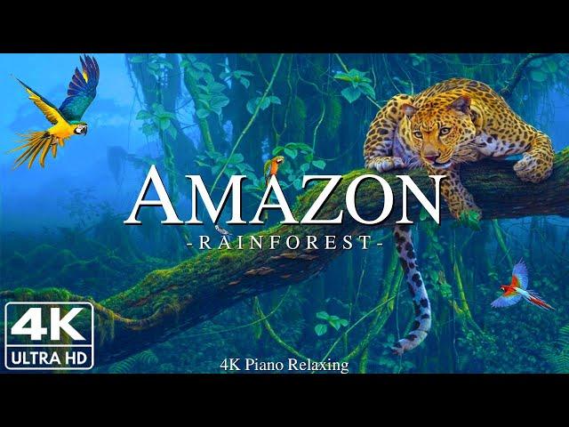 Amazon 4k - Relaxing Music With Beautiful Natural Landscape - Amazing Nature