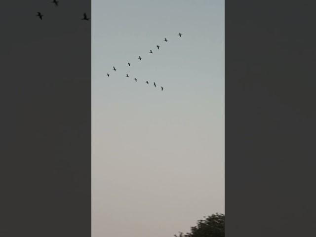 very very nice birds fly short video.