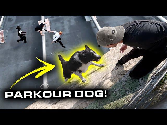 PARKOUR DOG is BETTER THAN YOU! 