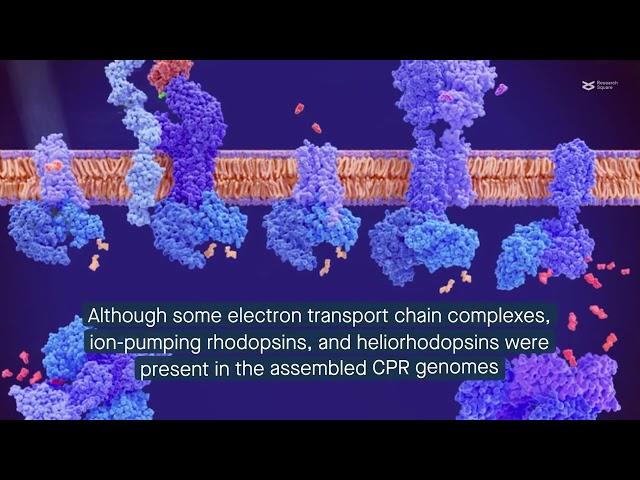 Shedding light on the diverse lifestyle strategies of freshwater Patescibacteria