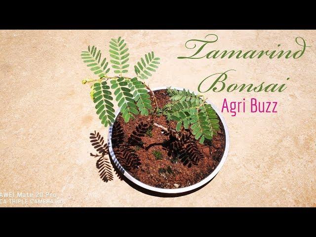 Tamarind bonsai technique
