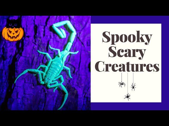 9 Spooky, Scary, Animals For Halloween