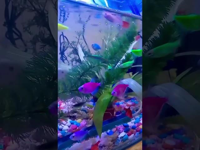 GLOWFISH #ikanhias #glowfish #akuariummini