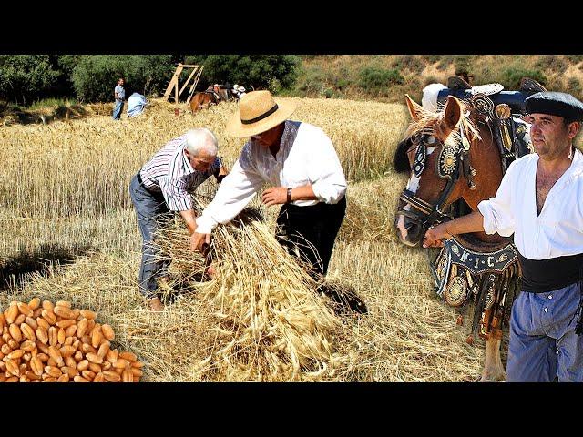 The harvest and the threshing of the wheat. Traditional obtaining of grain with sickles and horses