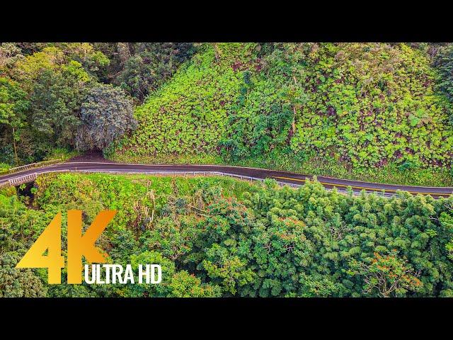 Road to Hana. Part #1 - 4K Scenic Drive Video (with Music) 3 HRS - Hawaii, Maui