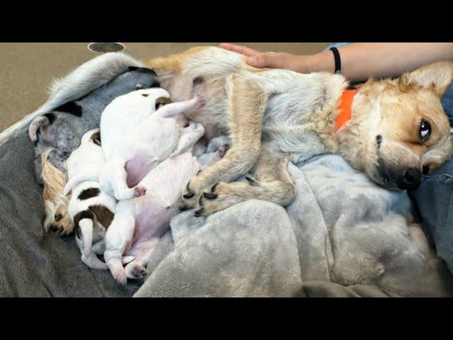 Dog found in wrecked bus suprises shelter with puppies  (LIVE )