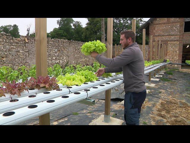 Une ferme aquaponique fait pousser des légumes bien plus rapidement grâce aux déjections de poissons