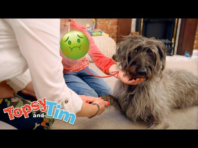 Topsy & Tim 's Dog Is Sick!  | Full Episode Compilation for Kids | WildBrain Zigzag