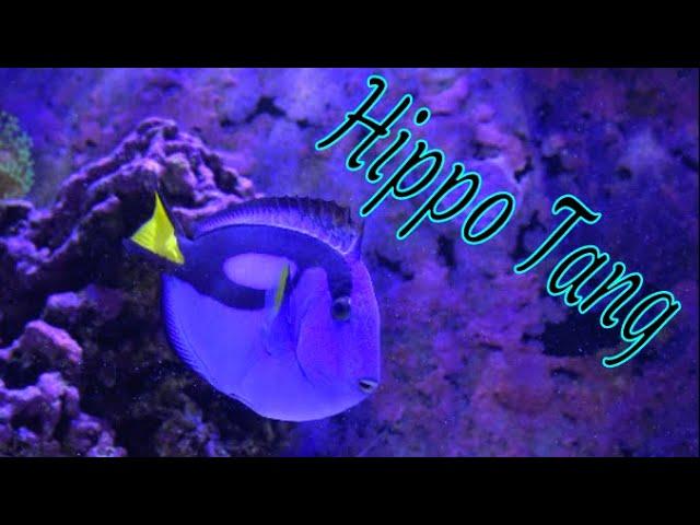 Blue Tang Care Guide