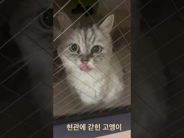 남고앵이