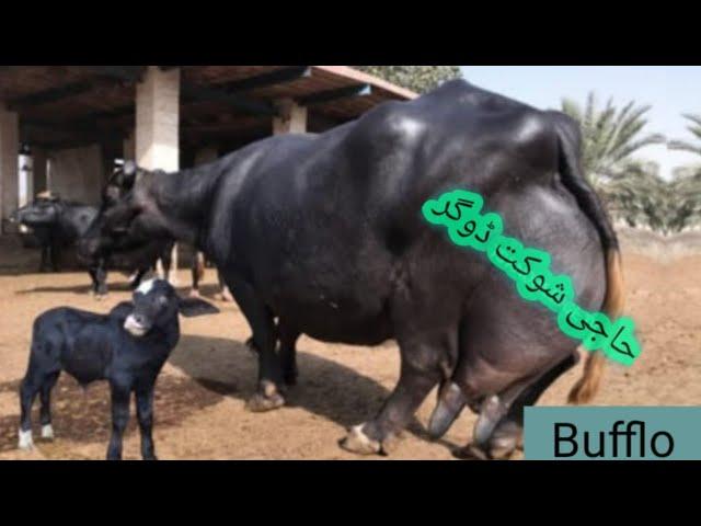 New World Record Buffalo ll Hajji Shouqat Dogar of Multan 2022