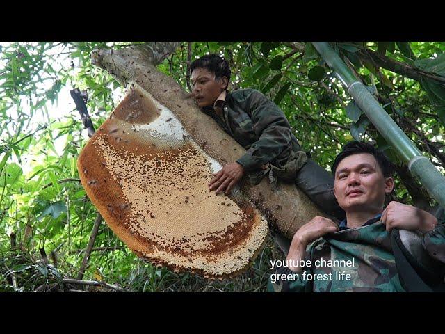 Amazing catch giant honey bee on the tree for food. Robert | Green forest life