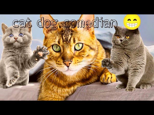 wxtone is live! cat dog comedian funny video 