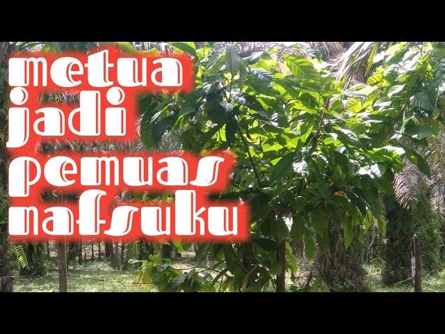 kisah nyata cerita romantis @Budak Rantau