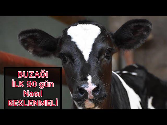 SÜT BUZAĞIlarında BESLENME | BUZAĞI’nın İLK 90 GÜNÜ #buzağı #buzağılarölmesin #büyükbaş