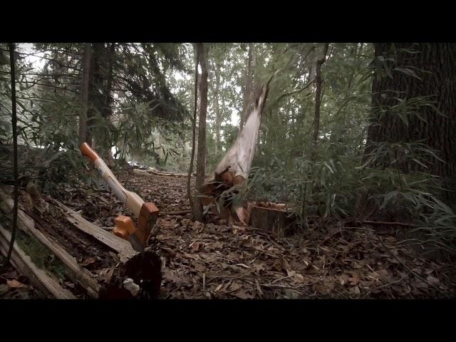 Felling Dead Cedar