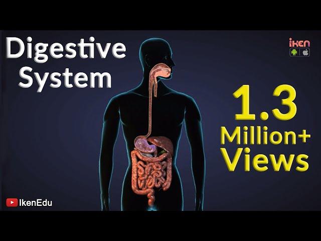 Digestive System | iKen | iKen Edu | iKen App