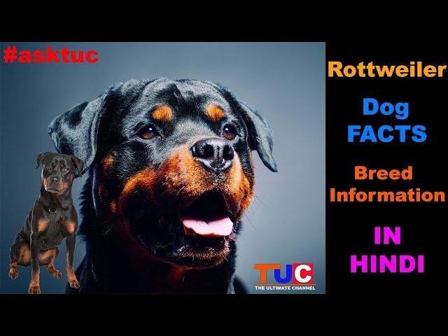 Rottweiler Dog Facts In Hindi : Popular Dogs : TUC : The Ultimate Channel