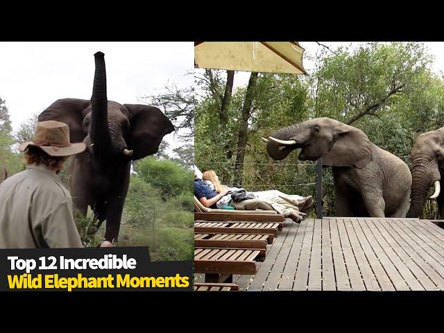 Top 12 INCREDIBLE Wild Elephant Encounters