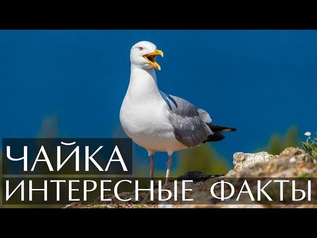 Интересные факты о Чайке