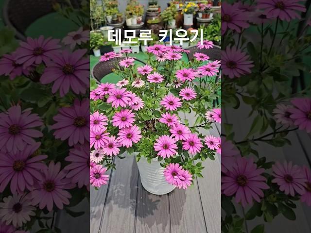 데모루 키우기 #데모루포세카 #디모르포세카