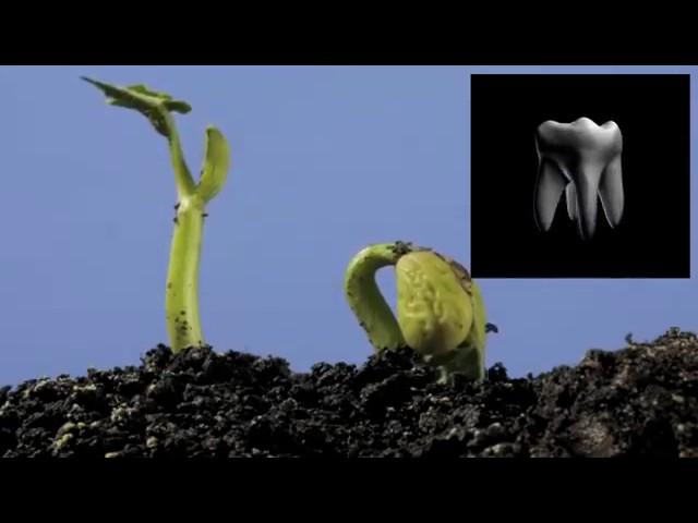 Регенерация зубов  Tooth Regeneration