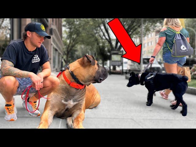 Testing My Puppy's Training Downtown In Reality! Why Your Dog Doesn't Listen Outside