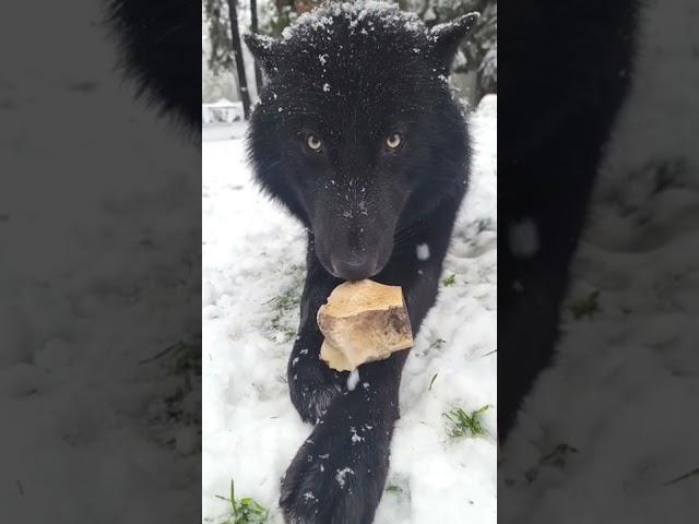 Huge Black Wolf Growls to Protect his Bone