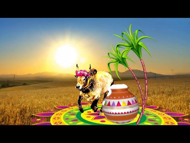 Happy pongal wishes and greetings - Gooezy.com